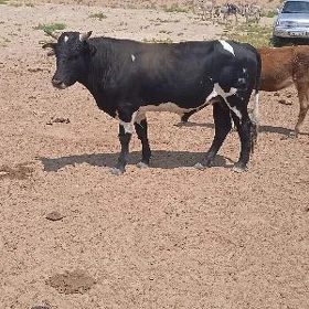 öküz