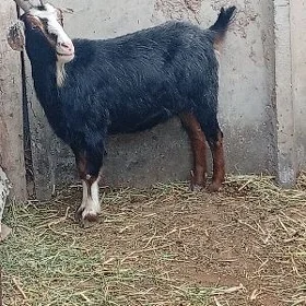 Geci