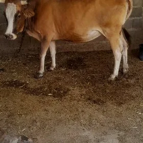tohum göleli sygyr