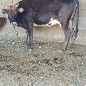 şwes göleli sygyr
