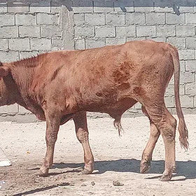 öküz