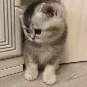 котёнок
