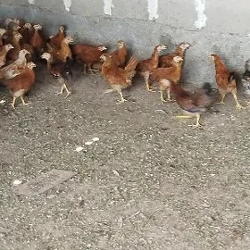 Towuk juyje