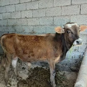Ökiz