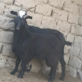 owlakly geci