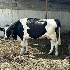 GARALA GALIŞDEÝIN BOGAZ SYGYR