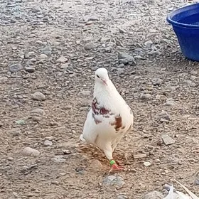 kepderi