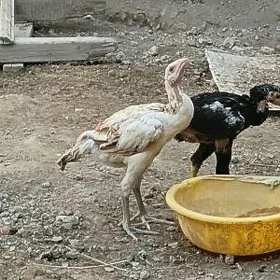 Juyja