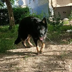 афчарка