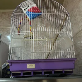 клетка