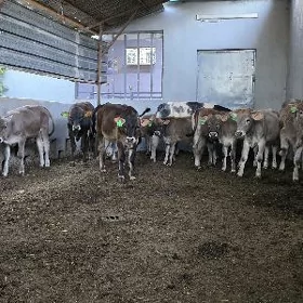Şiwet Tuwe Ökuz