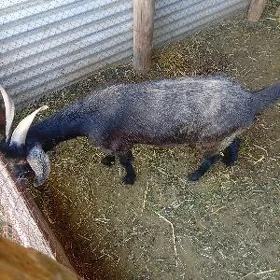 geci