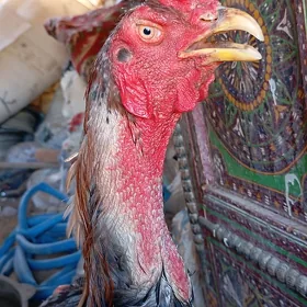 HORAZ