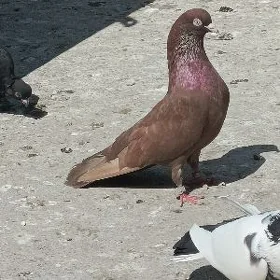 kepderi