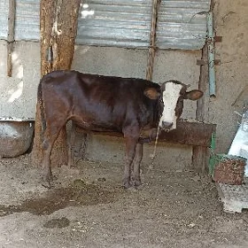 tüve