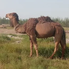 erkek duye