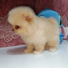 Померанский Шпиц