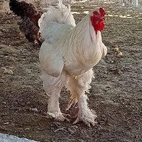 Brama horaz