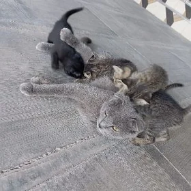 котята