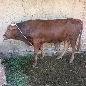 ökuz