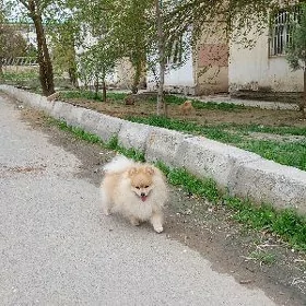 Шпиц. Вязка
