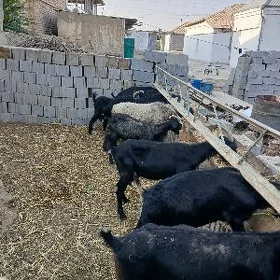 Geciler
