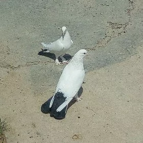 Kepderi