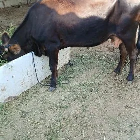 bogaz sygyr