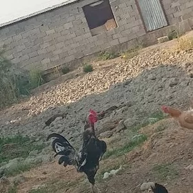 Taşkent