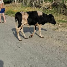 Öküz göle  Ala
