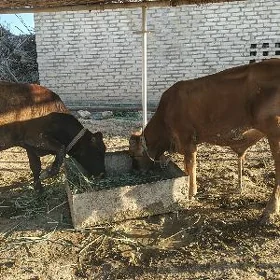 Ýasajyk okuzçe