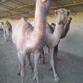 owşuk
