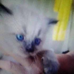 Гималайские котята