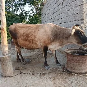 sygyr