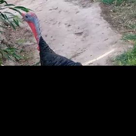 Xoraz indŷuk