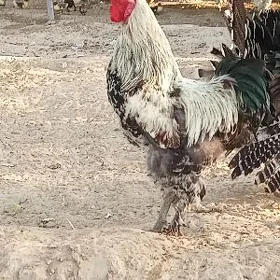 Brama horaz