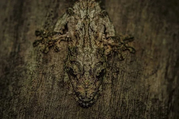 Искусство сострадания и восхищения: победители фотоконкурса Nature and Humans