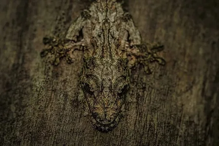 Zalymlyga garşy gözellik: Nature and Humans surat bäsleşiginiň netijeleri