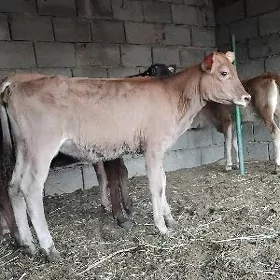 ŠWES OKUZ TUWE
