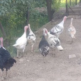 induk mäki guzlap duran