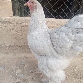 Brama towuk