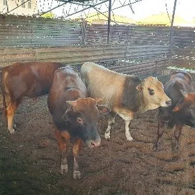 bakylan öküzler
