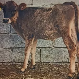 Arassa siwes öküz