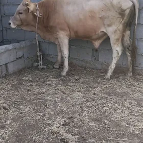 öküz