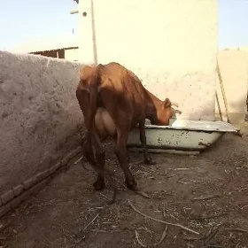 таналы сыгыр