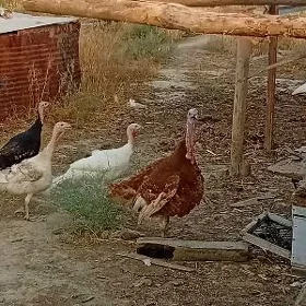 induk maki erkek horaz