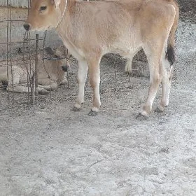 ŞWES ÖKÜZ