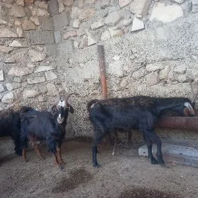 geçi