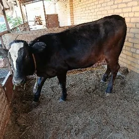Gunajynlar