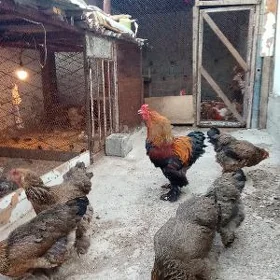 Brama golt